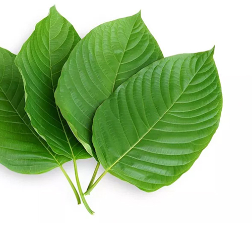 kratom2