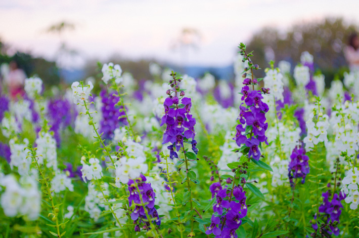 salvia-divinorum-wild